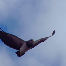 Flying Eagle II